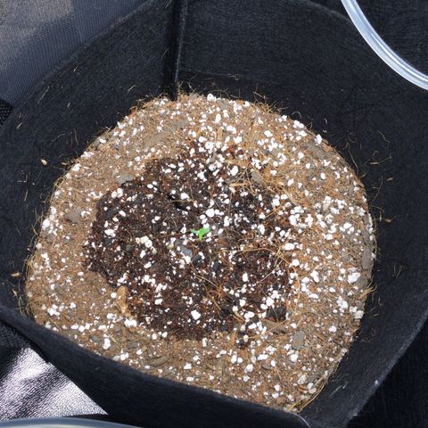 Girl Scout Cookies Auto growlog timeline photo