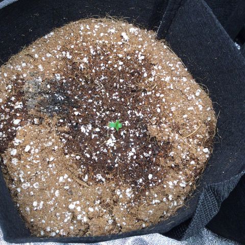 Girl Scout Cookies Auto growlog timeline photo