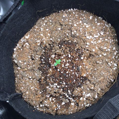 Girl Scout Cookies Auto growlog timeline photo