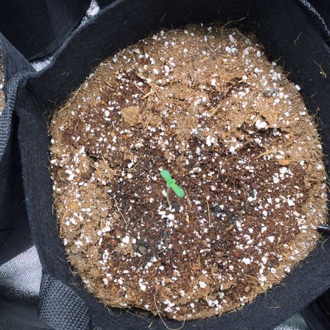 Girl Scout Cookies Auto growlog timeline photo