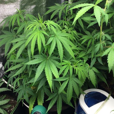 White Widow Auto growlog timeline photo