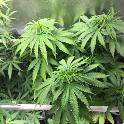 White Widow Auto growlog timeline photo