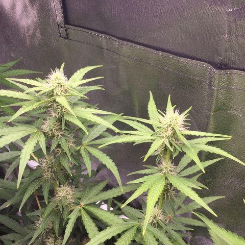 White Widow Auto growlog timeline photo