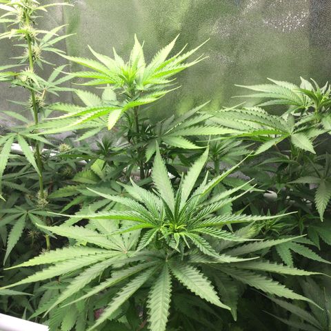 White Widow Auto growlog timeline photo