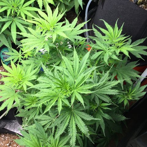 White Widow Auto growlog timeline photo