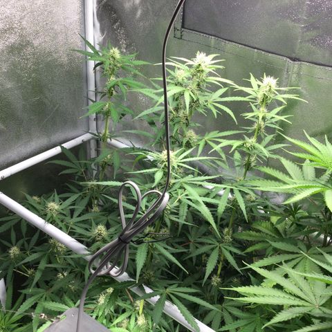 White Widow Auto growlog timeline photo