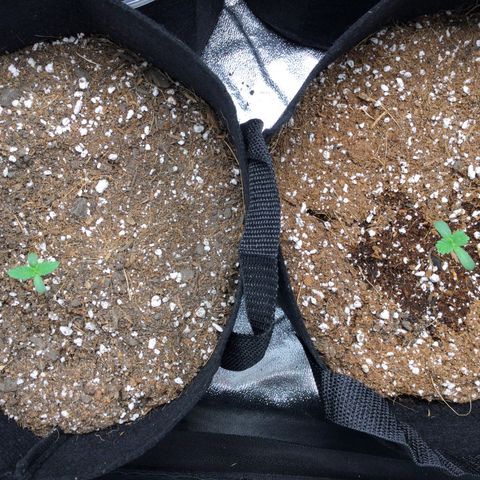 Girl Scout Cookies Auto growlog timeline photo