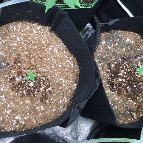 Girl Scout Cookies Auto growlog timeline photo