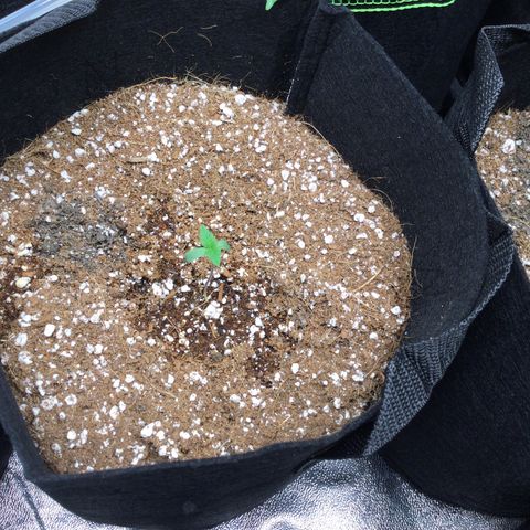 Girl Scout Cookies Auto growlog timeline photo