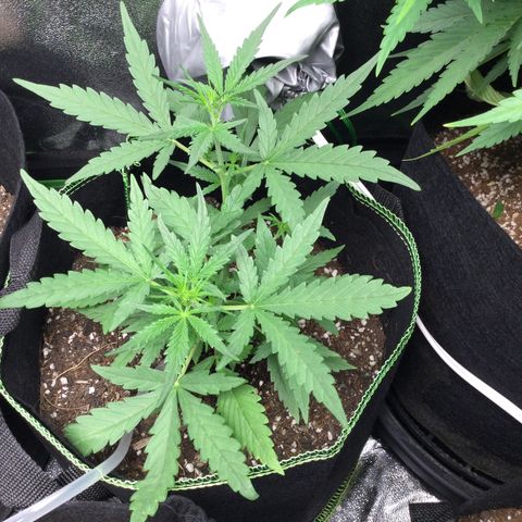 Strawberry Cheesecake Auto growlog timeline photo