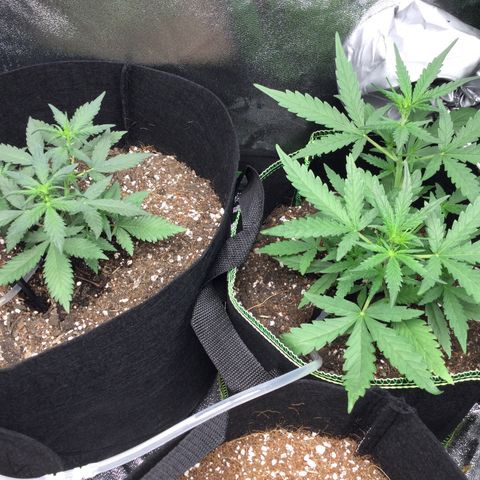 Strawberry Cheesecake Auto growlog timeline photo