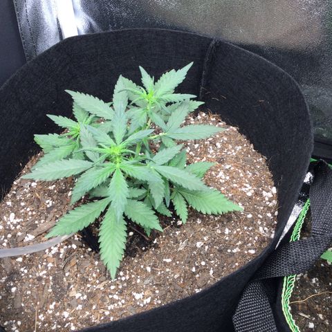 Strawberry Cheesecake Auto growlog timeline photo