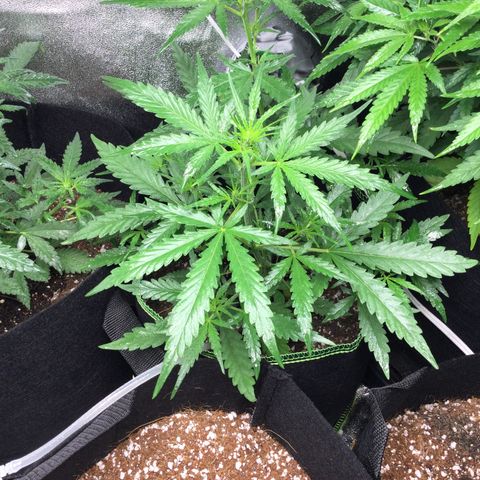 Strawberry Cheesecake Auto growlog timeline photo