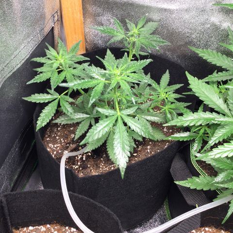 Strawberry Cheesecake Auto growlog timeline photo
