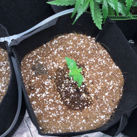 Girl Scout Cookies Auto growlog timeline photo