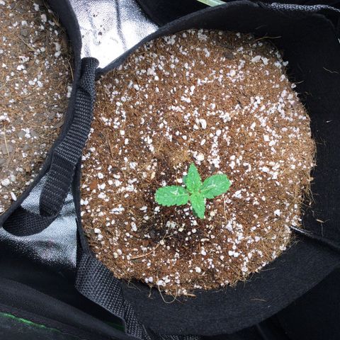 Girl Scout Cookies Auto growlog timeline photo