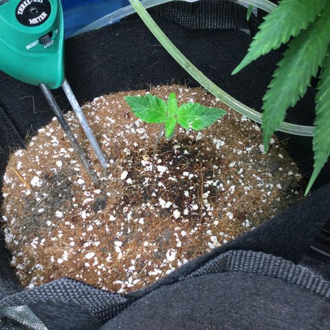 Girl Scout Cookies Auto growlog timeline photo