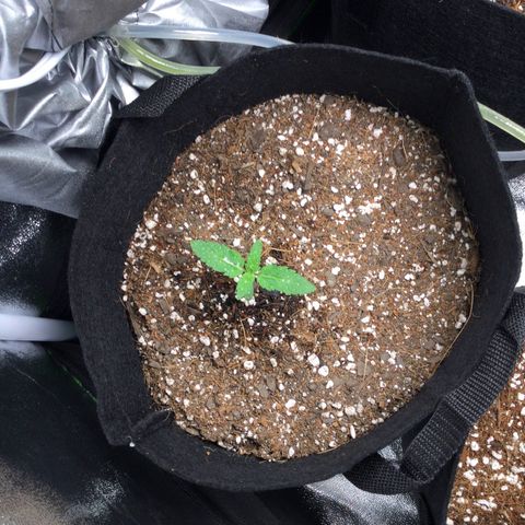 Girl Scout Cookies Auto growlog timeline photo