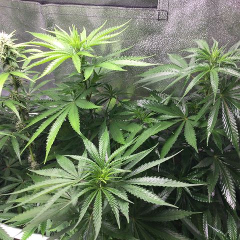 White Widow Auto growlog timeline photo