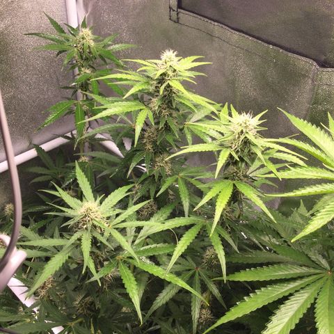 White Widow Auto growlog timeline photo