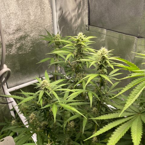 White Widow Auto growlog timeline photo