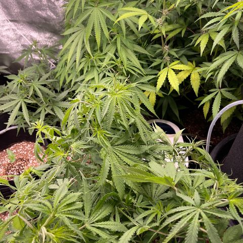 White Widow Auto growlog timeline photo