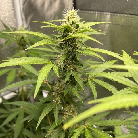White Widow Auto growlog timeline photo