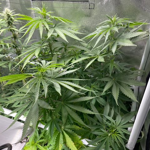 White Widow Auto growlog timeline photo