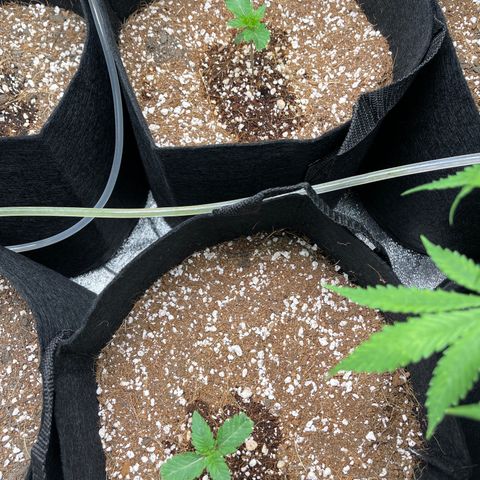 Girl Scout Cookies Auto growlog timeline photo