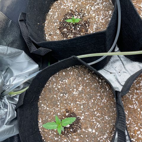 Girl Scout Cookies Auto growlog timeline photo