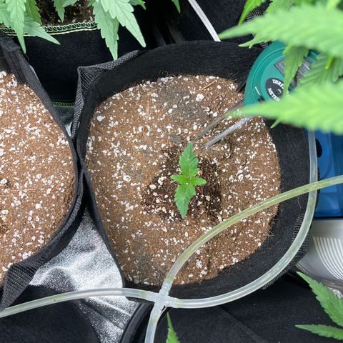 Girl Scout Cookies Auto growlog timeline photo