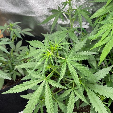 Strawberry Cheesecake Auto growlog timeline photo