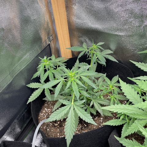 Strawberry Cheesecake Auto growlog timeline photo