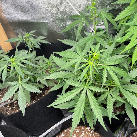 Strawberry Cheesecake Auto growlog timeline photo
