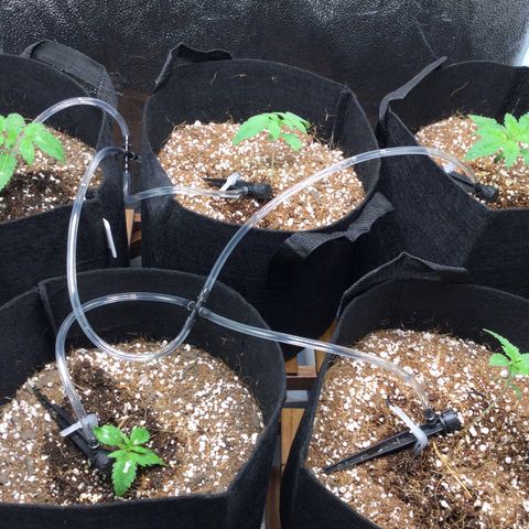 Girl Scout Cookies Auto growlog photo: Moved to auto-irrigation