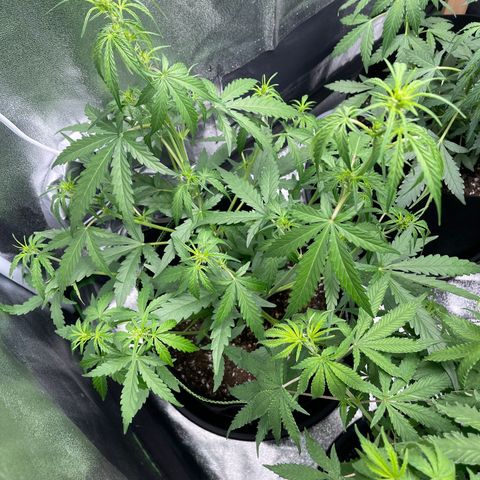 Strawberry Cheesecake Auto growlog timeline photo