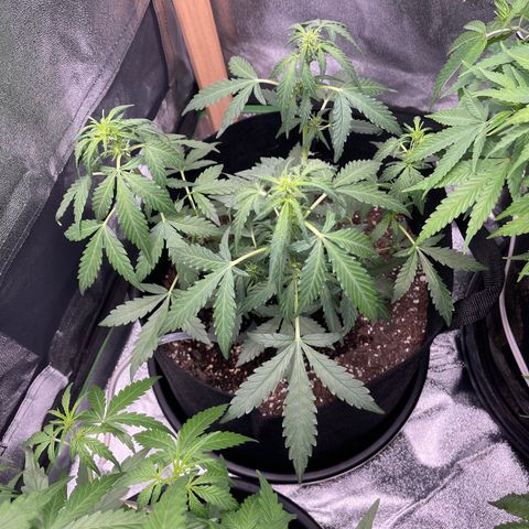 Strawberry Cheesecake Auto growlog timeline photo
