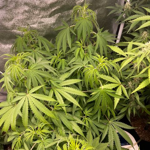 White Widow Auto growlog timeline photo