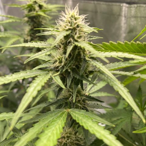 White Widow Auto growlog timeline photo