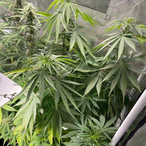 White Widow Auto growlog timeline photo