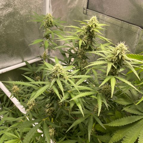 White Widow Auto growlog timeline photo