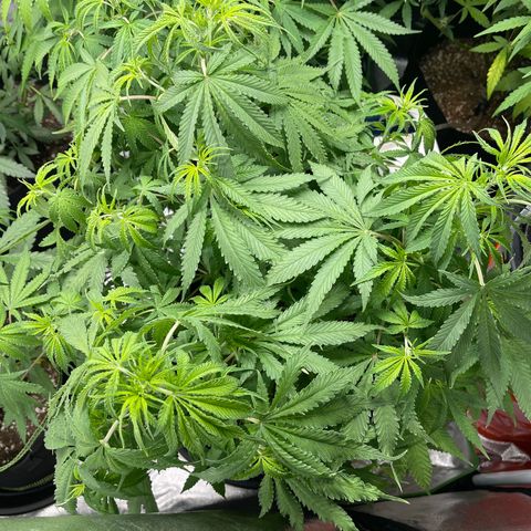 White Widow Auto growlog timeline photo