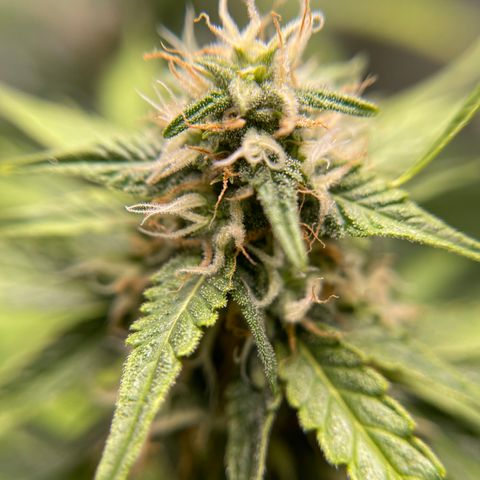 White Widow Auto growlog timeline photo
