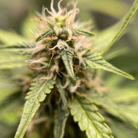 White Widow Auto growlog timeline photo