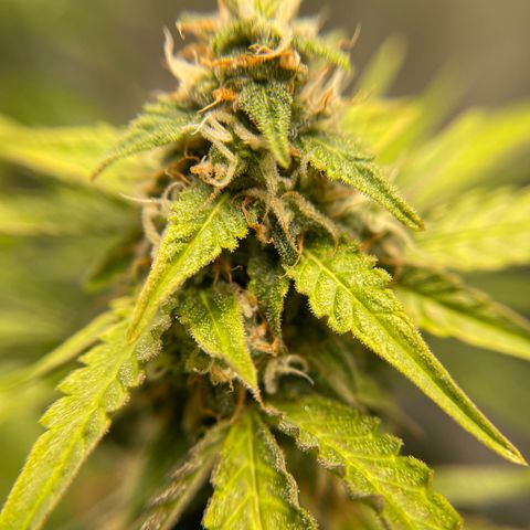 White Widow Auto growlog timeline photo