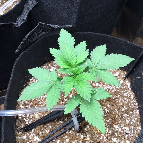 Girl Scout Cookies Auto growlog timeline photo