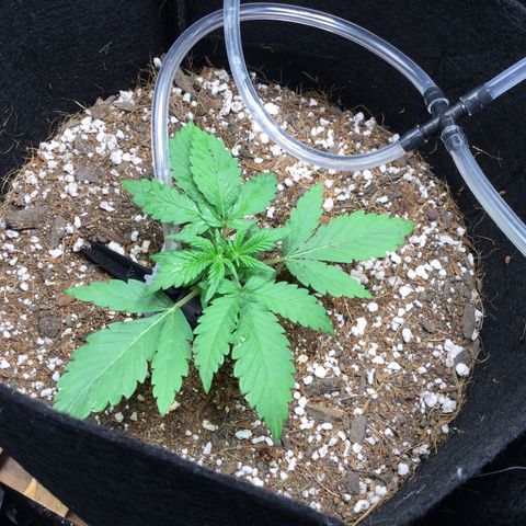 Girl Scout Cookies Auto growlog timeline photo