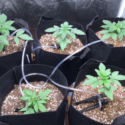 Girl Scout Cookies Auto growlog timeline photo