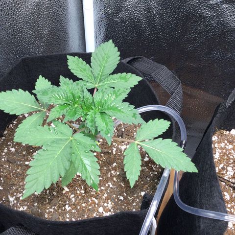 Girl Scout Cookies Auto growlog timeline photo
