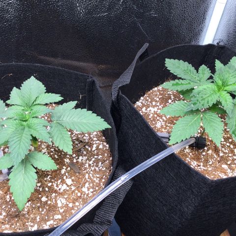 Girl Scout Cookies Auto growlog timeline photo